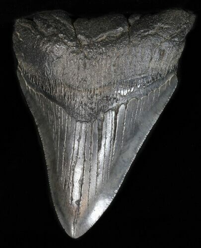 Bargain Megalodon Tooth - South Carolina #39258